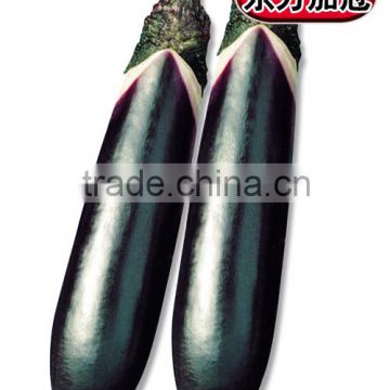 Hybrid Black seeds for growing-Orient Eggplant Crown