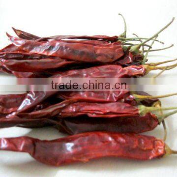chilli 273