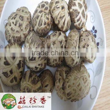 dried white flower shiitake mushroom in Henan local planting