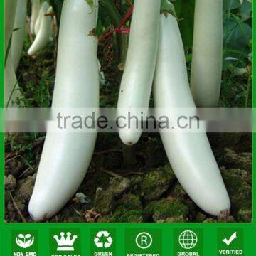 NE041 Lingwai F1 hybrid color eggplant seeds industry