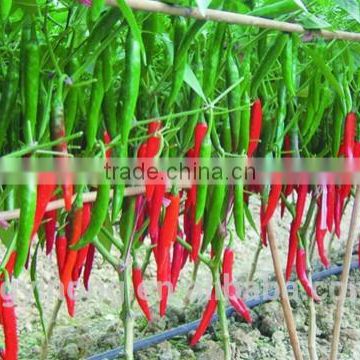 high yield and early amturity hybrid pepper seeds Yinong pepper F1