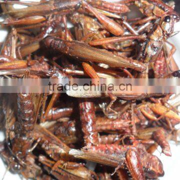 pet food supplies animal feed dried grasshopper