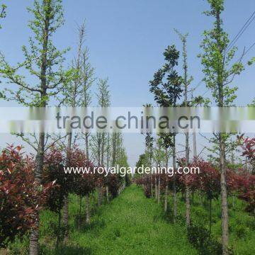 Ginkgo biloba ( deciduous tree) for cold climate landscaping