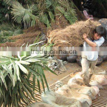 trachycarpus fortunei differe size