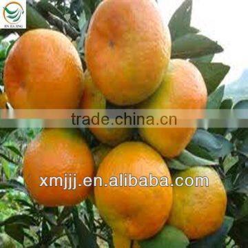 New Harvested Yongchun Fresh Mandarin Orange photo-4