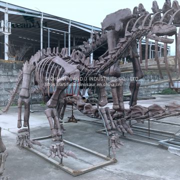 Man-made dinosaur fossil skeleton model