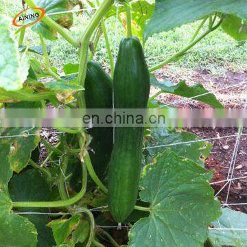 HDPE Trellis Net for Cucumber Bean Pea Supporting and Growing photo-6