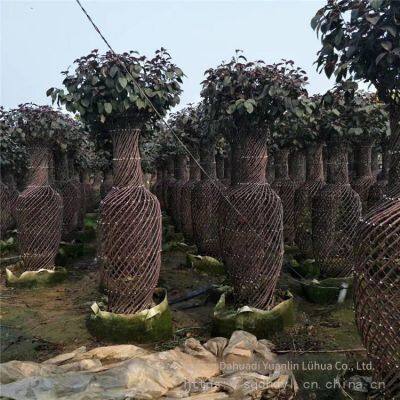 Price of Lagerstroemia Indica Seedlings, Price of Crape Myrtle Seedlings photo-5