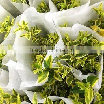 Wide variety Buxus megistophylla fresh cut leave supplies