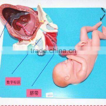 Training Model of Fetal Production Process in the Model of Term Fetus photo-4