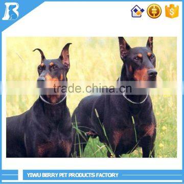China wholesale dog chain collar
