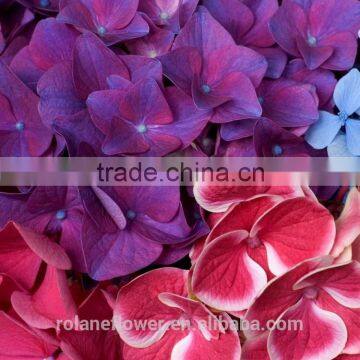 High Quality And Grade High Quality Hydrangea Hot Sale Fresh Cut Hydrangea For Wedding Decoration From Yunnan photo-6