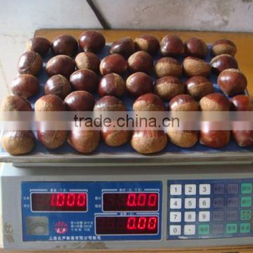 New coming fresh Dandong chestnuts for sale