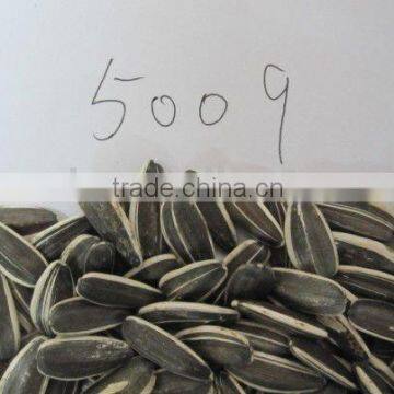 Sunflower Seeds 5009