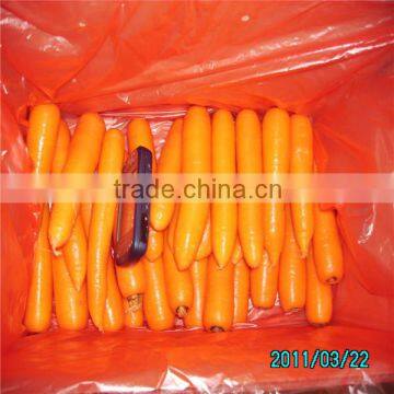 High quality Fresh Carrots for export