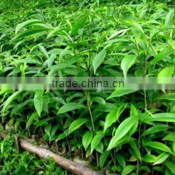 AGARWOOD SEEDLING