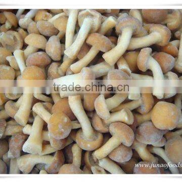 Health Food Mushroom