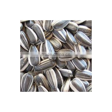 Fresh Style and Raw Processing Type Chinese sunflower seeds