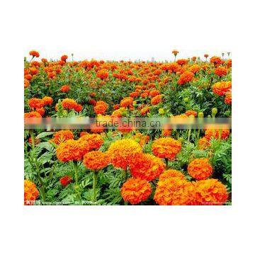 marigold oleoresin(Feed Grade)