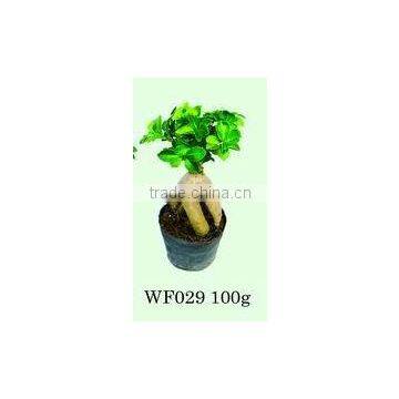 Ficus Microcarpa bonsai
