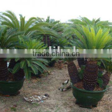 Sell Cycas bonsai