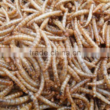 Professional Hikari Fish Food Animal Feed Mealworm photo-3