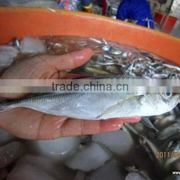 fresh frozen horse mackerel from Zhejiang China