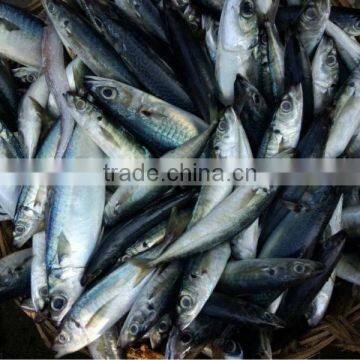 Wholesale Mackerel Fish photo-2