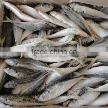 Frozen Horse Mackerel photo-2