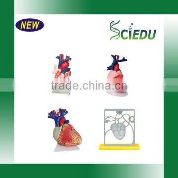 Student Anatomy Human Heart Model photo-6