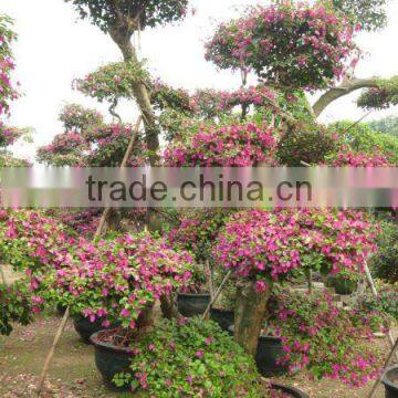 bougainvillea spectabilis grower and exporter