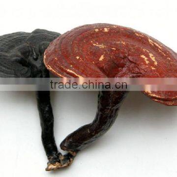 SUPER REISHI SOFTGELS CAPSULES photo-2