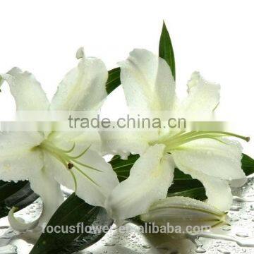 Atificial Easter White Lily Flower Fresh Cut Flowers With Cheapest Price