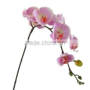 Silk phalaenopsis Orchid/Phalaenopsis hybrid