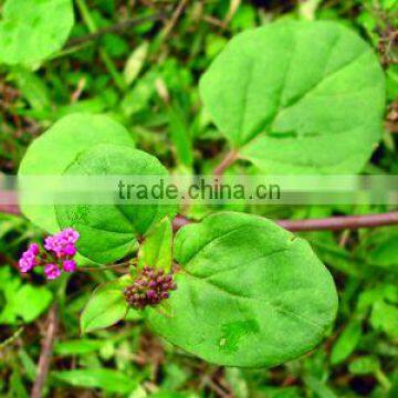 BOERHAVIA DIFFUSA photo-2