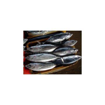 supply skipjack tuna