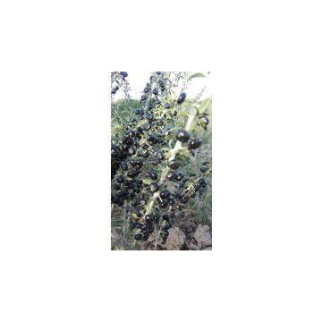 Raw Wild Black Goji Seeds for Planting Organic Goji Berry Seeds photo-3