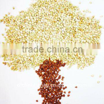 Organic green buckwheat kernels