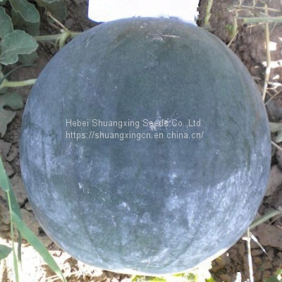 Seedless Black Skin Hybrid Watermelon Seeds photo-2