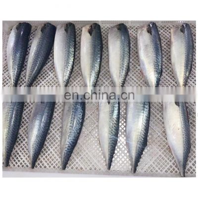 Good quality IQF frozen HGT pacific mackerel