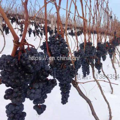 Ice wine wine estate Ice wine