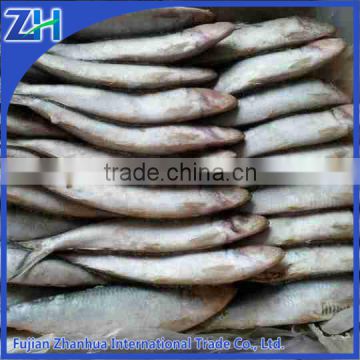 frozen sardine for tuna bait sardine raw material factory