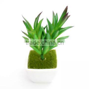 3 Inches Squared Mini Pot Plant photo-3