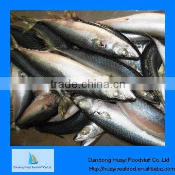 frozen mackerel for fish