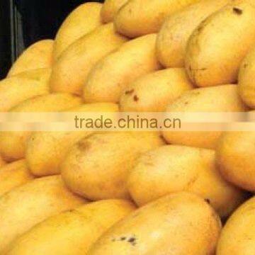 100% Fesh Chunsa Mango photo-3