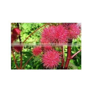 Castor Oil P&N
