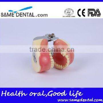 Dental Surgical Integrated Model Teaching Demonstration Teeth Model