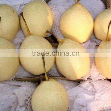 Fresh Chinese Asian Pear 80-96-112 pcs