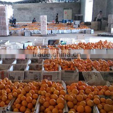 Bulk Navel Orange Fruits for Sale photo-4