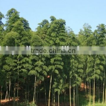 High Quality black bamboo seeds for sale